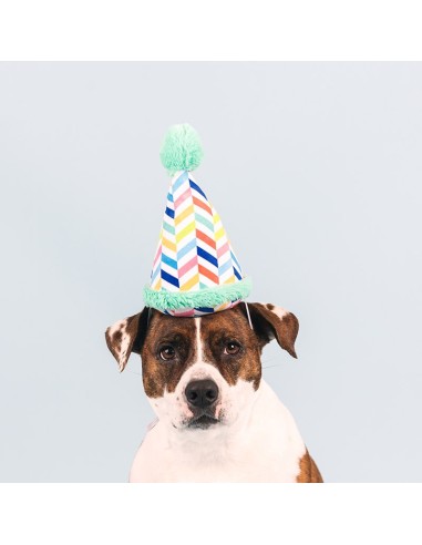 Cheers for a barkday