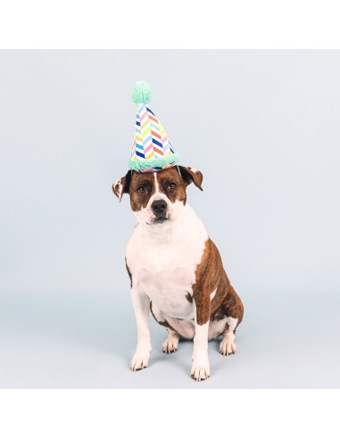 Cheers for a barkday