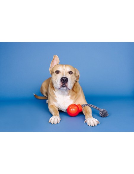 You Da Bomb Rubber Dog Toy - pack of 4