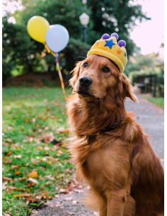 PLAY Party Time - Canine Crown 2