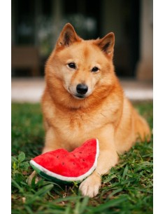PLAY Tropical Paradise - Wagging Watermelon 2