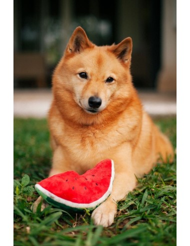 PLAY Tropical Paradise  - Wagging Watermelon
