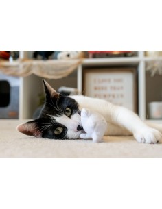 PLAY Feline Frenzy - Boo Crew 2