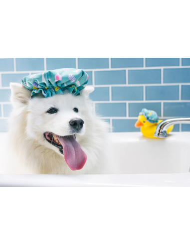 Splish Splash Collection - - Shower Quack
