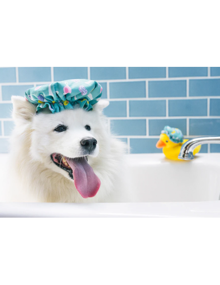 Splish Splash Collection - - Shower Quack