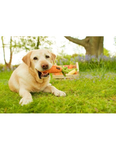 PLAY Garden Fresh   - Wortel, Size - Mini
