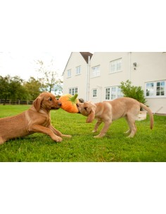 PLAY Garden Fresh - Pumpkin 2