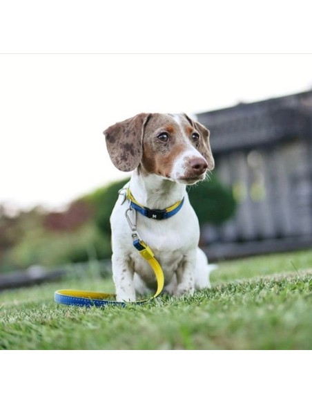 Short Leash - Matrix Yellow/XS