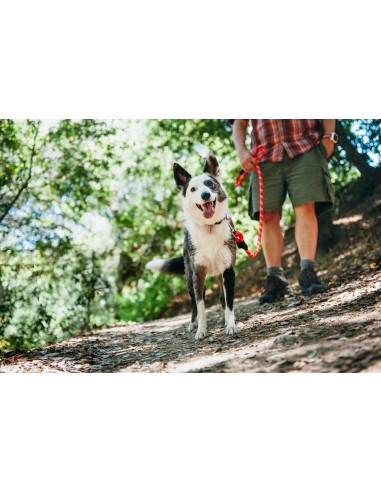 Climbers Dog Leash Original 6 Ft Color Blue
