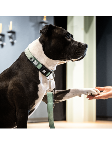 Smart ID Collar - Matrix 2.0 Jade/L