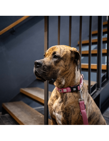 Smart ID Collar - Matrix 2.0 Rose/L
