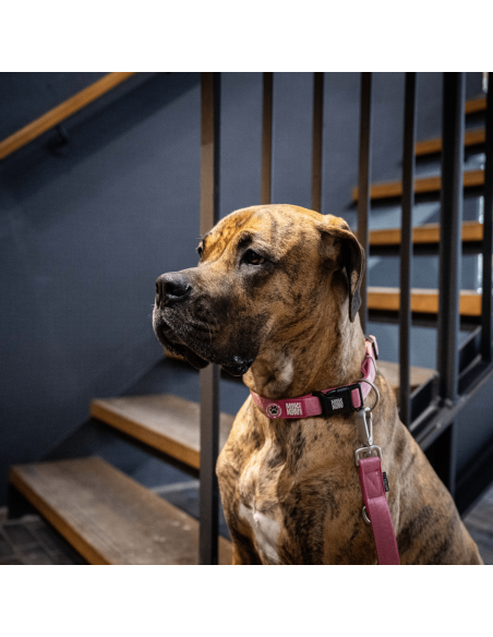 Smart ID Collar - Matrix 2.0 Rose/L