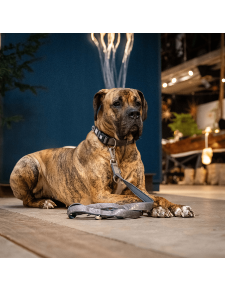 Smart ID Collar - Matrix 2.0 Stone/M