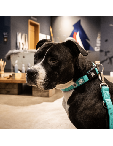 Smart ID Collar - Matrix 2.0 Turquoise/M