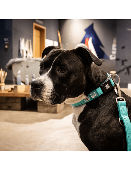 Smart ID Collar - Matrix 2.0 Turquoise/M