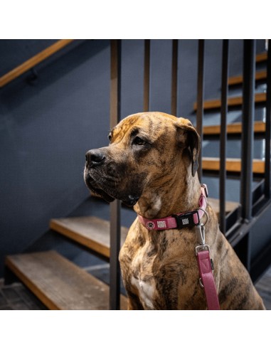 Smart ID Collar - Matrix 2.0 Rose/M