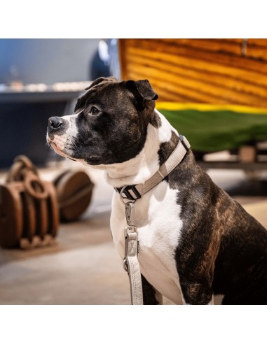 Smart ID Collar - Matrix 2.0 Sand/M
