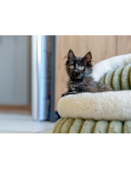 Yuki – Lit pour chien et chat