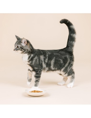 Scalloped Edge Ivory Cat Saucer
