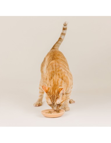 Scalloped Edge Light Coral Cat Saucer