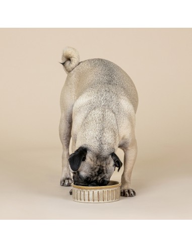 Vert Stripes Buff Small Dog Bowl