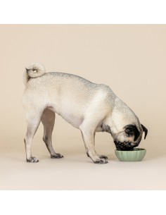 Scalloped Curved Sage Small Dog Bowl 2