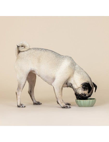 Scalloped Curved Sage Small Dog Bowl