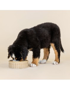 Vert Stripes Buff Medium Dog Bowl 2