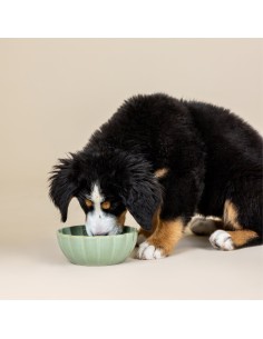 Scalloped Curved Sage Medium Dog Bowl 2