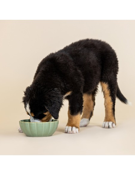 Scalloped Curved Sage Medium Dog Bowl