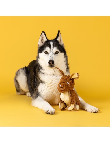 Ear To Be Hoppy Durable Plush Dog Toy