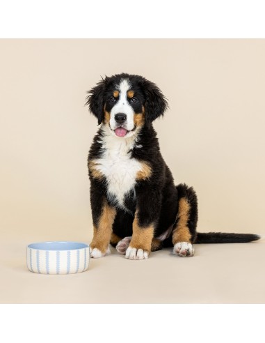 Rounded Scallop Powder Blue Medium Dog Bowl