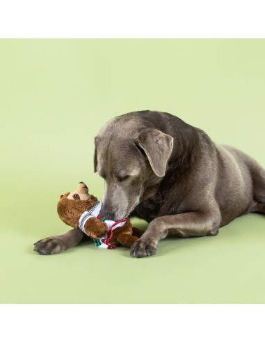 You Had Me At Hola! Plush Dog Toy - pack of 4