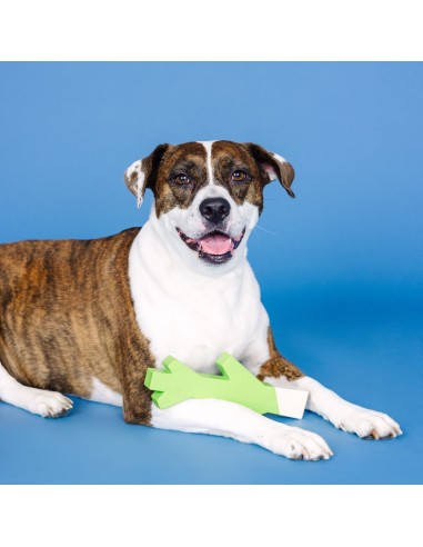 Stick With Me Lime/White Rubber Dog Toy - pack of 4