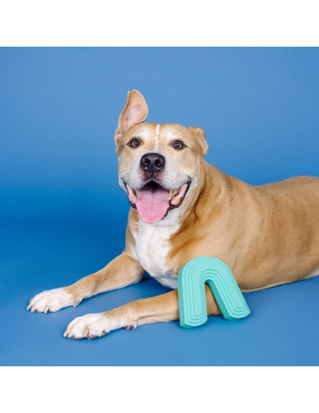 Color Me Happy Turquoise Rubber Dog Toy - pack of 4