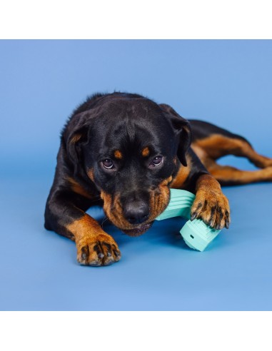 Color Me Happy Turquoise Rubber Dog Toy - pack of 4