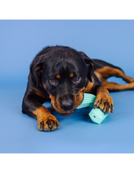 Color Me Happy Turquoise Rubber Dog Toy - pack of 4