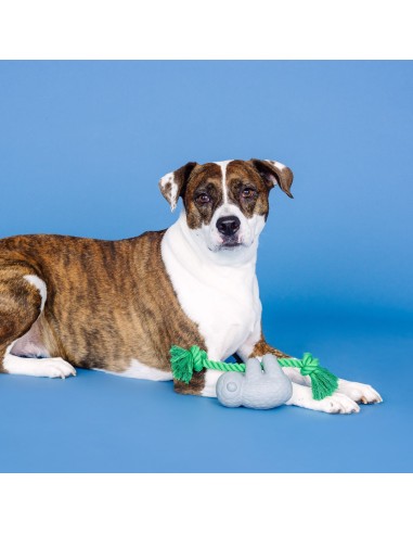 How's It Hangin'? Rubber Dog Toy - pack of 4