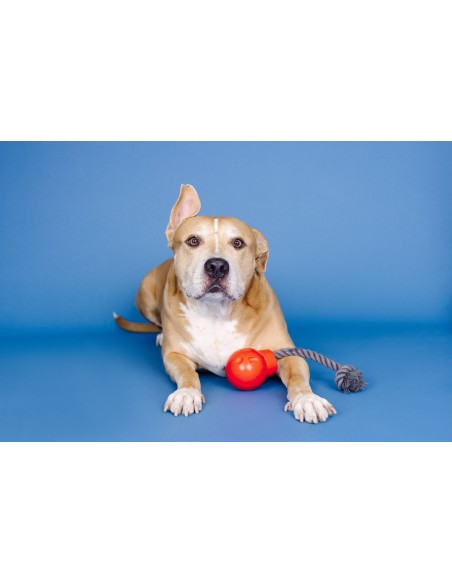 You Da Bomb Rubber Dog Toy - pack of 4