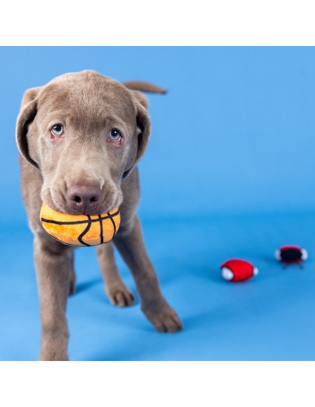 Set Basketpawler