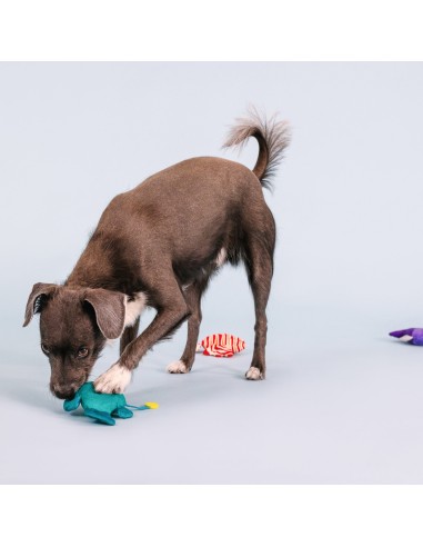 Any Fin Is Possible Mini Dog Toys - pack of 4