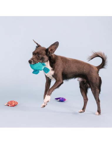 Any Fin Is Possible Mini Dog Toys - pack of 4