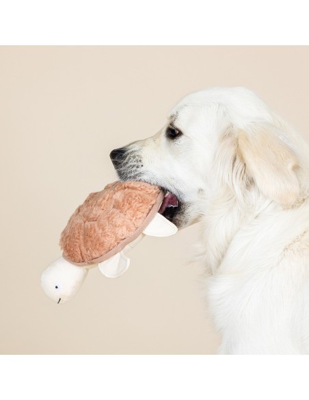 Out of My Shell Earth Friendly Dog