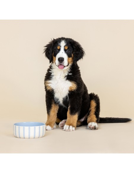 Rounded Scallop Powder Blue Medium Dog Bowl