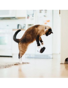 PLAY Feline Frenzy - Cat Toy - Mice 2