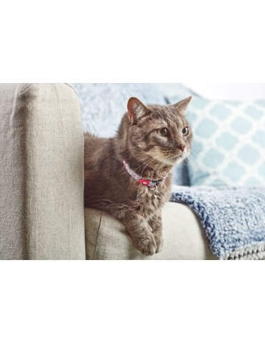 Cherry Bloom Cat Collar