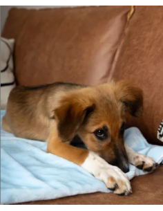 Coco puppydeken 2