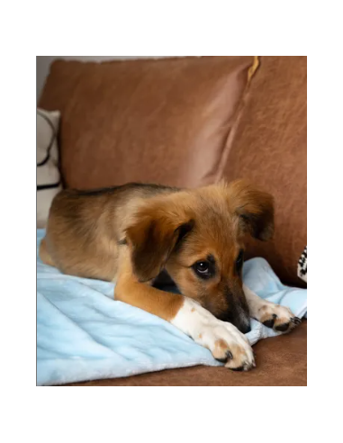 Coco puppydeken