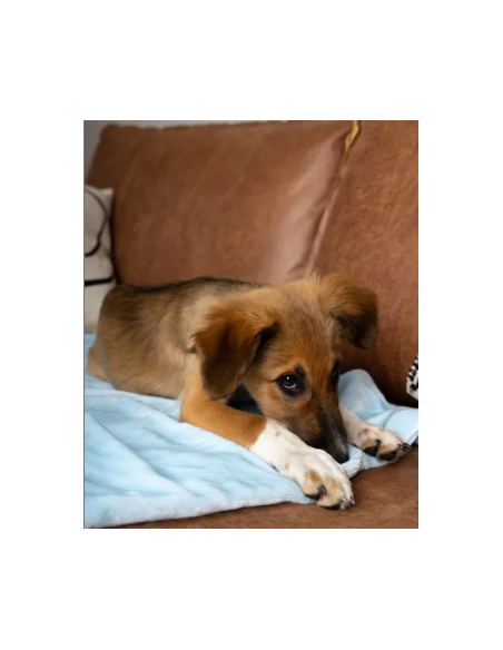 Coco puppydeken