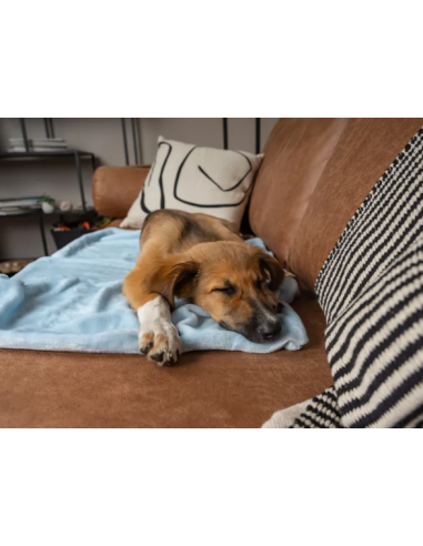 Coco puppydeken